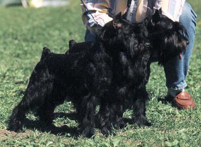 Tmavi Knir Kristell & Tmavi Knir Kaliostro