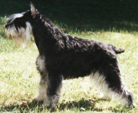 Multi Ch Tmavi Knir Lollipop