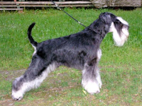 Ch Tmavi Knir Russich